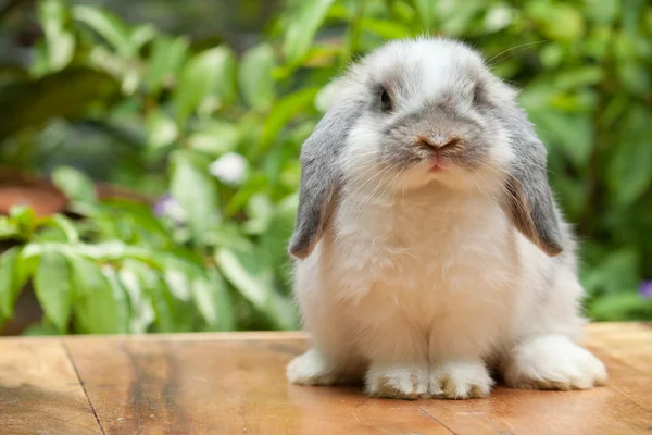 Niedliches Kaninchen — Stockfoto