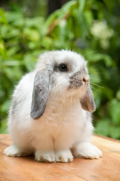 Кролик Стоковое Фото