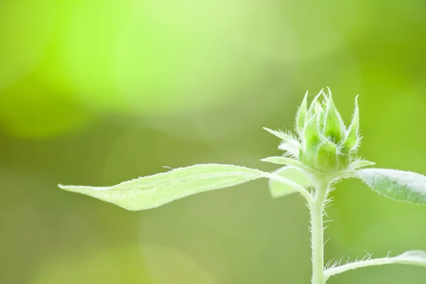 Fiore verde — Foto Stock