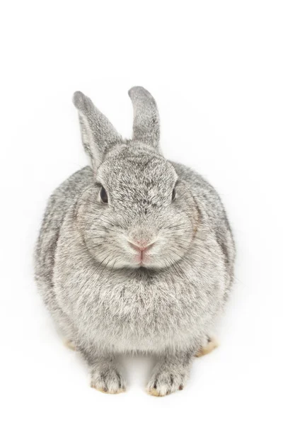 Rabbit — Stock Photo, Image