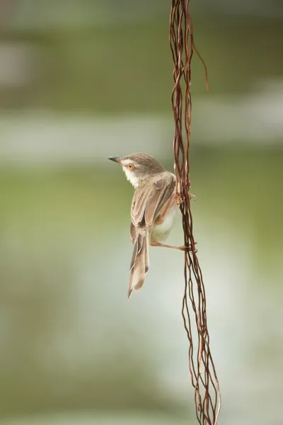 Pájaro — Foto de Stock