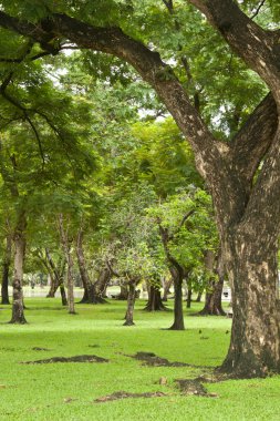 yeşil park
