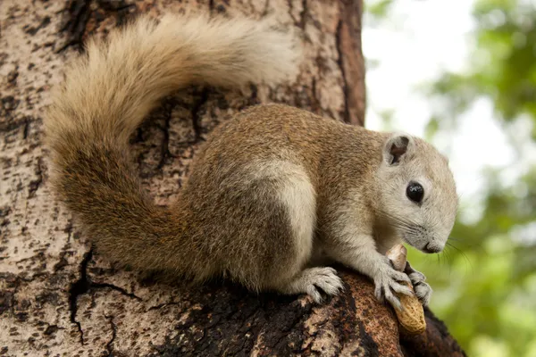 Squirrel — Stock Photo, Image