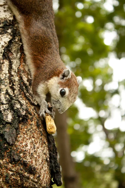 Eichhörnchen — Stockfoto