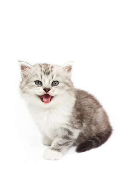 Kitten — Stock Photo, Image