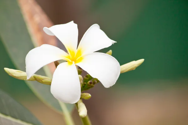 Plumeria — Zdjęcie stockowe