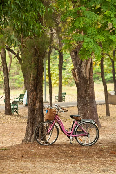 Bicycle in green park — Stock Photo, Image