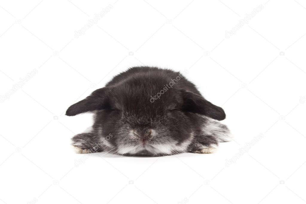 Sleeping Rabbit