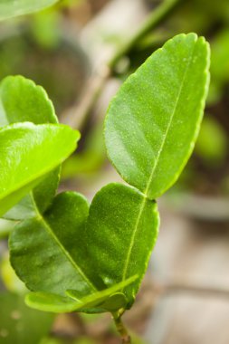 Güney Afrika'da bir kabile yaprak