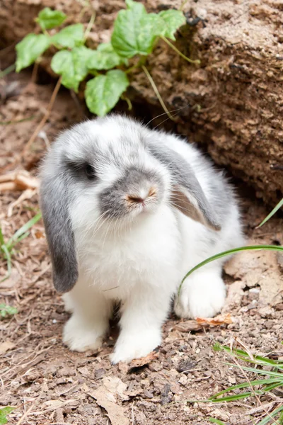 Junges Kaninchen — Stockfoto