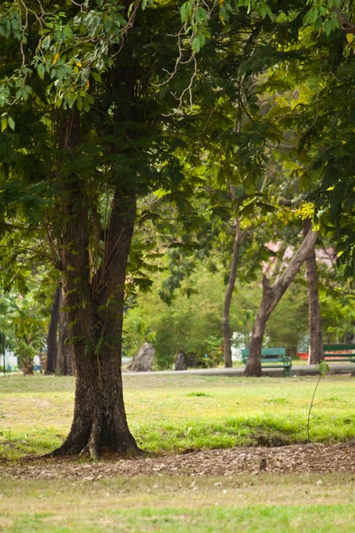 Árbol y exuberante —  Fotos de Stock