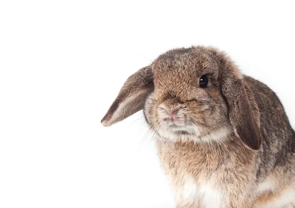 Kaninchen — Stockfoto