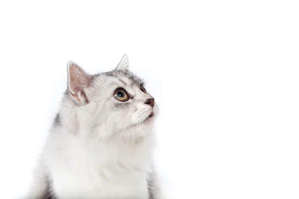 Gato mirando hacia arriba — Foto de Stock