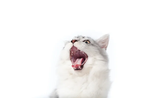 Gato mirando hacia arriba — Foto de Stock