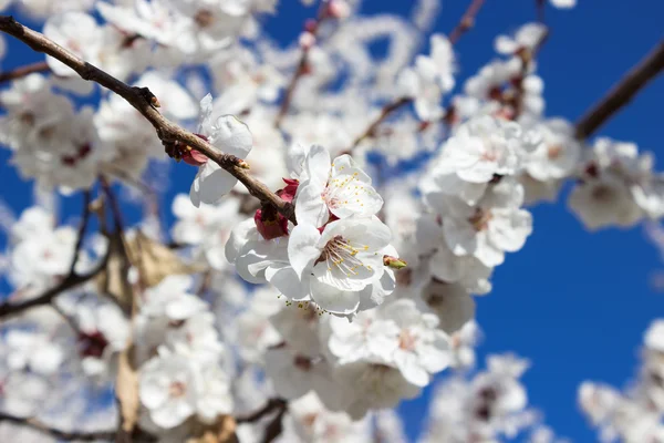 Kayısı çiçek arka plan