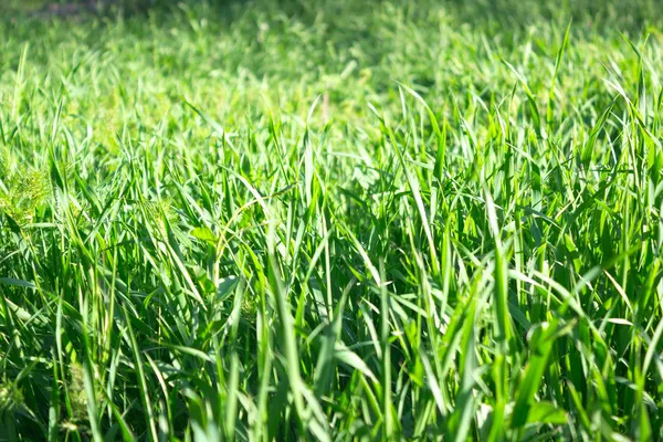 Green grass — Stock Photo, Image