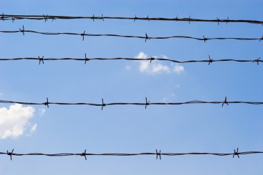 Champ de maïs à la récolte