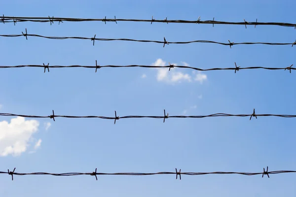 Champ de maïs à la récolte