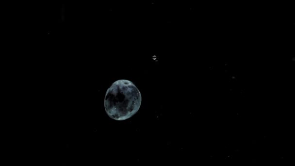 Movimiento lento una ciruela azul cayendo en agua transparente sobre fondo negro — Vídeos de Stock