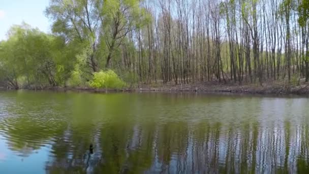 Handheld szeroki strzał piękne drzewa w lesie i stawie na wiosnę — Wideo stockowe
