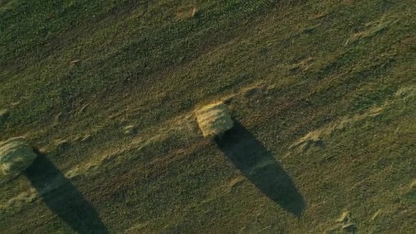 Air top view άχυρα στο γεωργικό τομέα το καλοκαίρι στο ηλιοβασίλεμα, άχυρα — Αρχείο Βίντεο