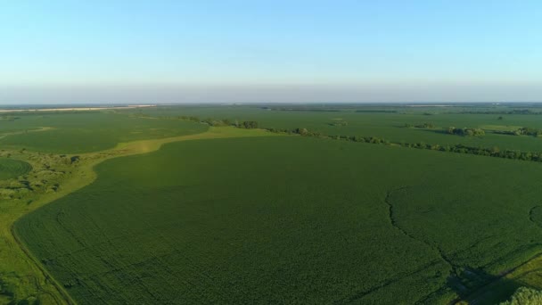 Luchtfoto uitzicht over een groen maïsveld, drone vliegt over landbouwmaïsveld — Stockvideo