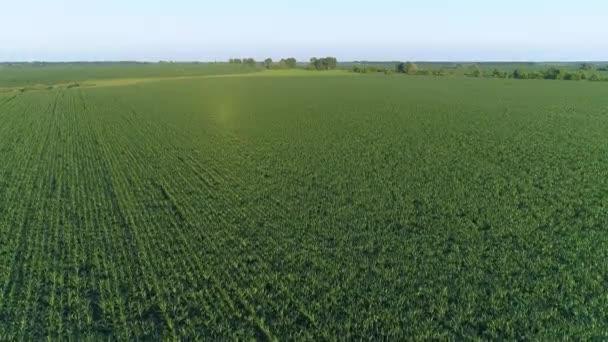 緑のトウモロコシ畑の上空からの眺め、ドローンは農業用トウモロコシ畑を飛び越えて — ストック動画