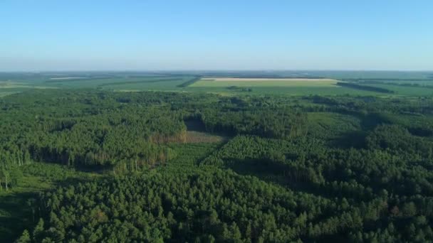 Вид з повітря ліс і вирубка лісів влітку, безпілотник літає над зеленими деревами — стокове відео