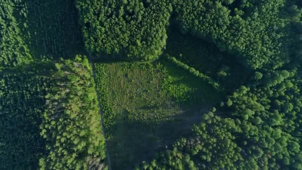 Luchtfoto boven uitzicht ontbossing bos in de zomer, drone vliegen over groene bomen — Stockvideo