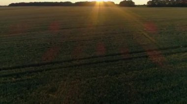 Gün batımında bir buğday tarlası üzerindeki hava manzarası, güzel yaz manzarası, güneş