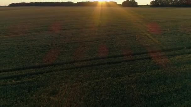 Widok z powietrza na pole pszenicy podczas zachodu słońca, piękny letni krajobraz, słońce — Wideo stockowe