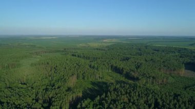 Hava manzaralı orman ve yazın orman tahrip, yeşil ağaçların üzerinde uçan insansız hava aracı.