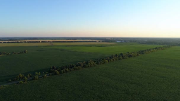Letecký pohled kukuřičné pole při západu slunce nebo východu slunce, drone shot silnice kolem kukuřičného pole — Stock video