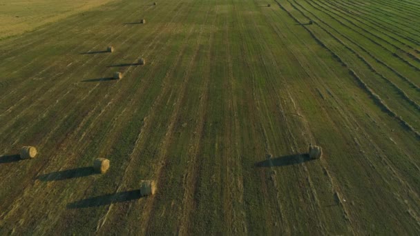 Widok z lotu ptaka bele siana na polu rolniczym w lecie o zachodzie słońca, stóg siana — Wideo stockowe