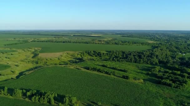 공중에서 녹색 옥수수 밭, 숲, 드론 이 옥수수 밭 위로 날아가는 모습 — 비디오