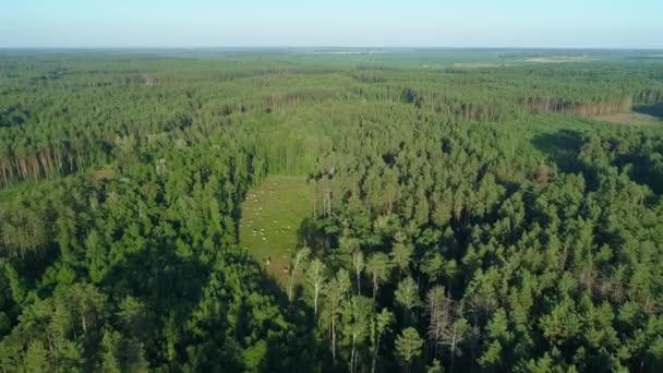 Letecký pohled na les a odlesňování v létě, dron létající nad zelenými stromy — Stock video