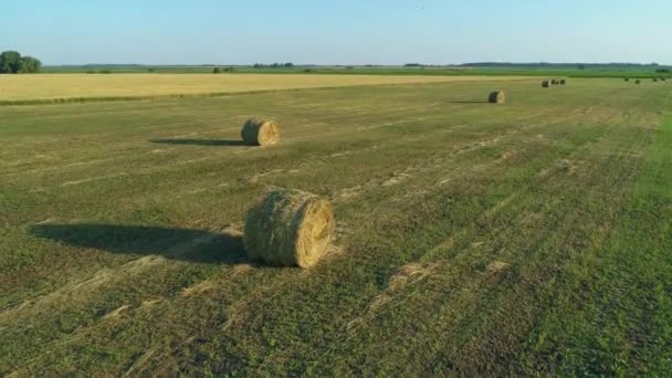 Widok z lotu ptaka bele siana na polu rolniczym w lecie o zachodzie słońca, stóg siana — Wideo stockowe