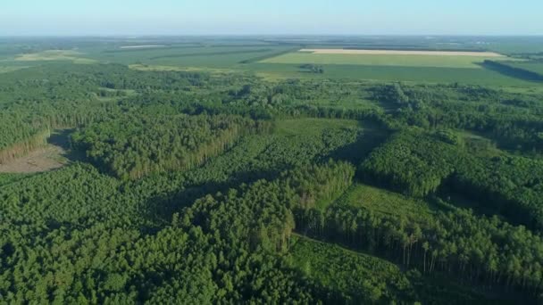 Flygfoto skog och avskogning på sommaren, drönare flyger över gröna träd — Stockvideo