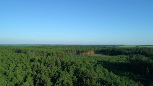 Letecký pohled na les a odlesňování v létě, dron létající nad zelenými stromy — Stock video