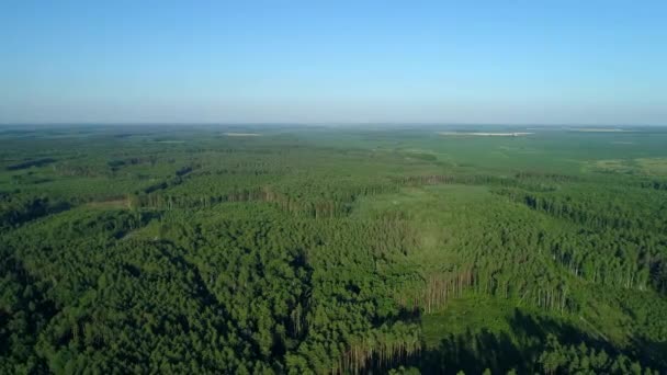 Wald und Entwaldung im Sommer aus der Luft, Drohne fliegt über grüne Bäume — Stockvideo