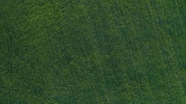 Yeşil mısır tarlasının üstündeki hava manzarası. İnsansız hava aracı tarla üzerinde uçuyor.