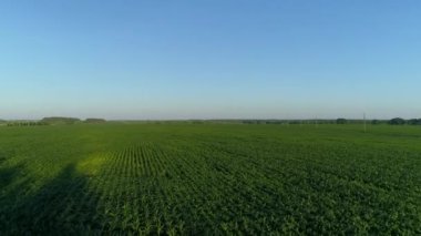 Yeşil mısır tarlası üzerinde hava manzarası, tarımsal mısır tarlası üzerinde insansız hava aracı uçuşu