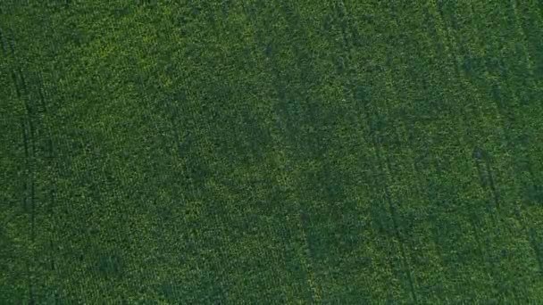 Вид сверху на зеленое кукурузное поле. Беспилотник пролетает над сельскохозяйственным кукурузным полем — стоковое видео