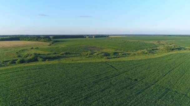 Yeşil mısır tarlası üzerinde hava manzarası, tarımsal mısır tarlaları üzerinde insansız hava aracı uçuşu — Stok video