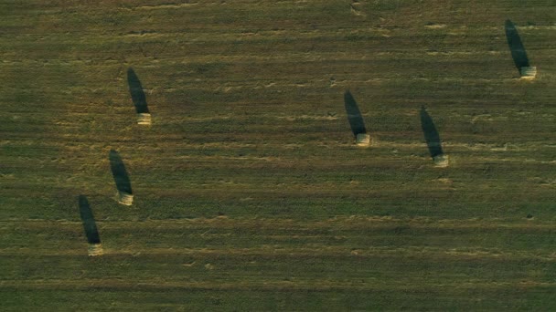 Vista superior aérea fardos de heno en el campo agrícola en verano al atardecer, pajar — Vídeos de Stock