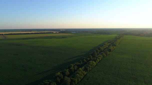 Luchtfoto maïsveld bij zonsondergang of zonsopgang, drone shot weg rond maïsveld — Stockvideo