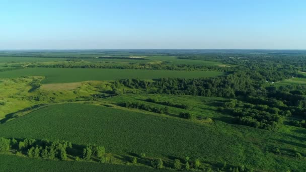 Вид з повітря на зелене кукурудзяне поле, безпілотник летить над сільськогосподарським кукурудзяним полем — стокове відео