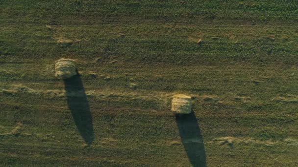 Bovenaanzicht vanuit de lucht hooibalen op het landbouwveld in de zomer bij zonsondergang, hooiberg — Stockvideo