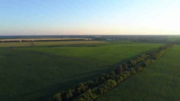 Campo de milho da vista aérea no por do sol ou no nascer do sol, estrada disparada do drone em torno do milnfield — Vídeo de Stock