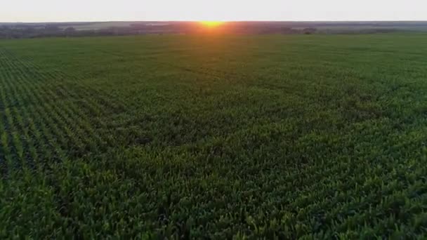 Aerial view corn field at sunset or sunrise, drone shot beautiful summer sun — стоковое видео